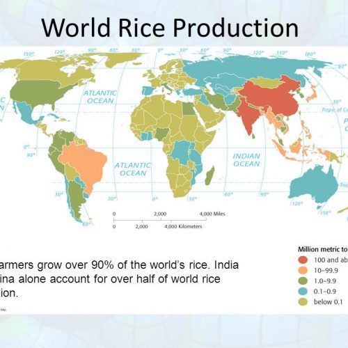 The Largest Rice-Producing Countries in the World